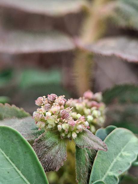 istock Euphorbia hirta, commonly known as Asthma plant 2218170470