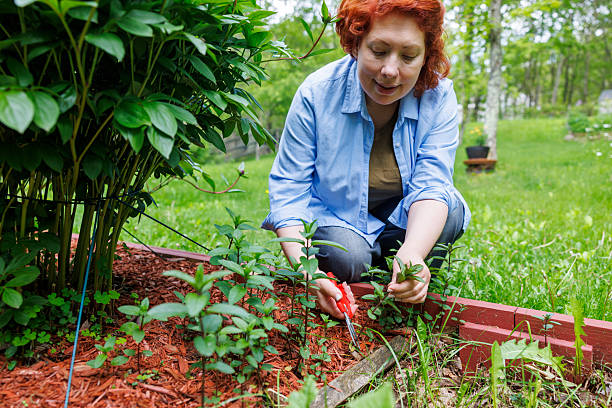 Senior woman in hat and apron working with plants in garden