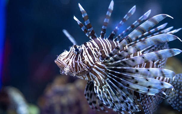 istock Venomous lionfish displaying vibrant striped pattern while swimming near coral reef formations. Tropical marine environment for nature publications. Exotic predatory lionfish. Marine conservation. 2218171743