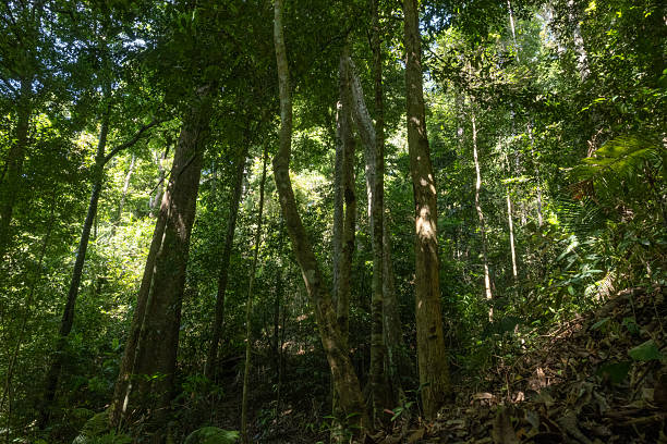 istock Lush Rainforest - Stock Photo 2218172196