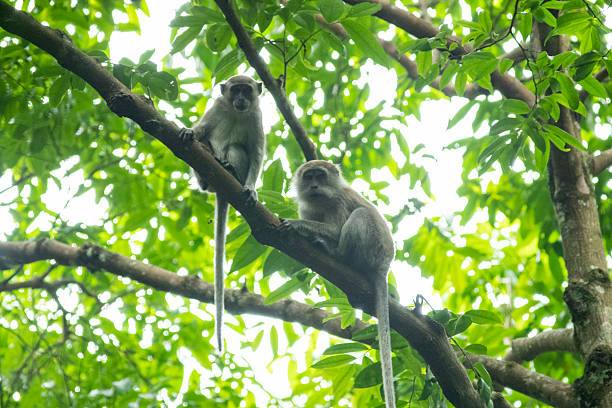 istock Kra monkey (Macaca fascicularis) - Stock Photo 2218172235