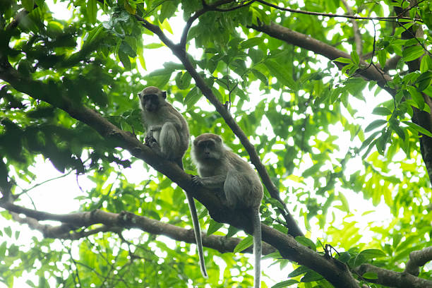 istock Kra monkey (Macaca fascicularis) - Stock Photo 2218172287