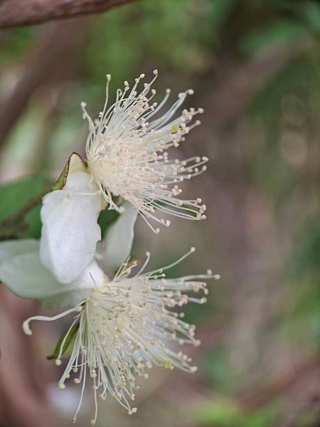 istock Guava plant (Psidium guajava) or a True Myrtle (Myrtus communis). 2218173640