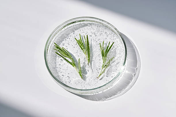 istock Antioxidant serum and rosemary in a petri dish. 2218175428