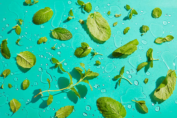 Fresh Mint Leaves with Water Droplets on Blue