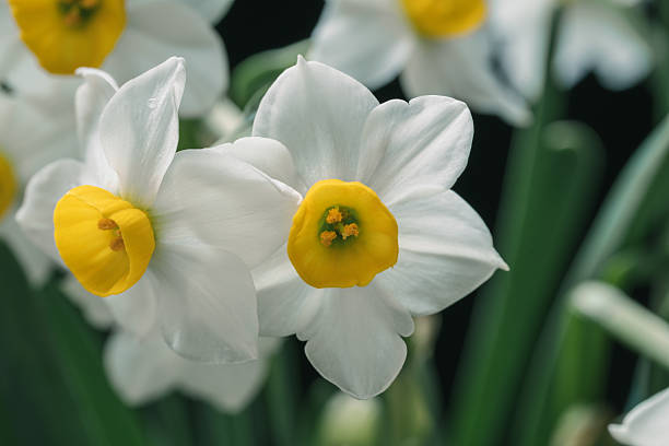 istock Blooming daffodils with bright yellow centers 2218177226