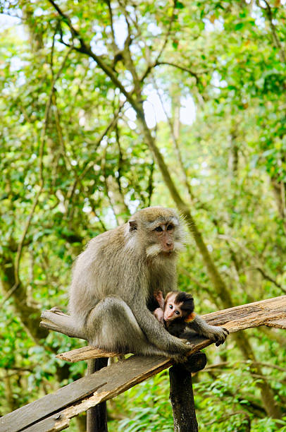 Monkey's near the road-side around Ubud. \n\nLong-tailed macaque (Macaca fascicularis)\n\nNikon D300