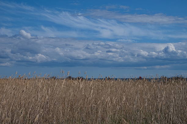 Yellow reed in the field with unrecognizable people walking behind it