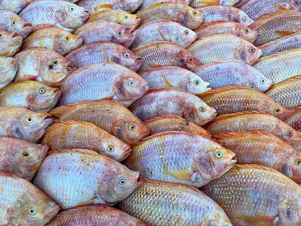 Fish with funny face.