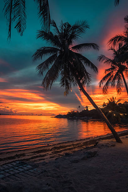 istock Palm Trees on White Sandy Beach with Island View in Azure Sea 2218185028