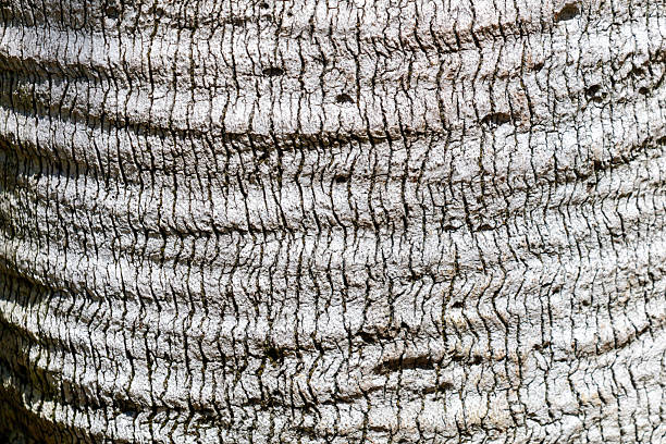 The bark of a tree is rough and has many holes. The texture of the bark is very interesting and unique