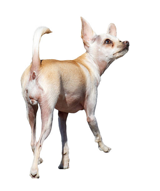 istock A small dog with a white and tan coat is walking on a white background 2218185721