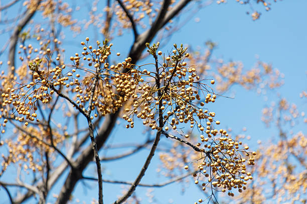 istock A tree with yellow leaves and a blue sky in the background 2218185854