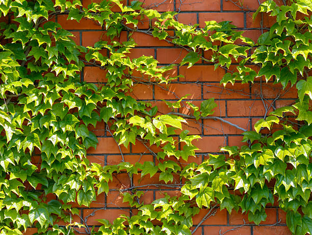 istock A brick wall covered in green ivy 2218186279