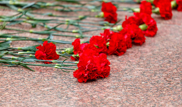 istock A bunch of red carnations are laying on a red surface 2218186547