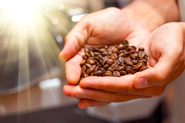 istock Worker inspects fragrant roasted coffee beans taking them in his hands at production plant close up 2218188024