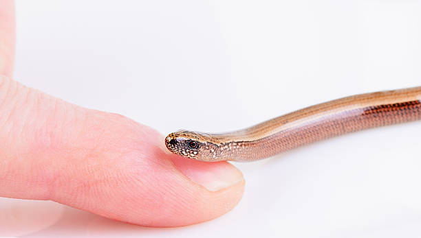 istock Slowworm curled around man's finger representing fragile wildlife 2218188334
