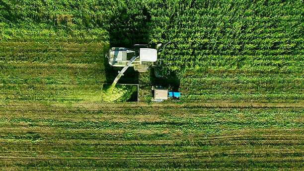 istock Aerial view of harvester loading off corn on trailers in summer day.  Large tractor is pulling a large grain silo is in the middle of a field of corn. 2218188812
