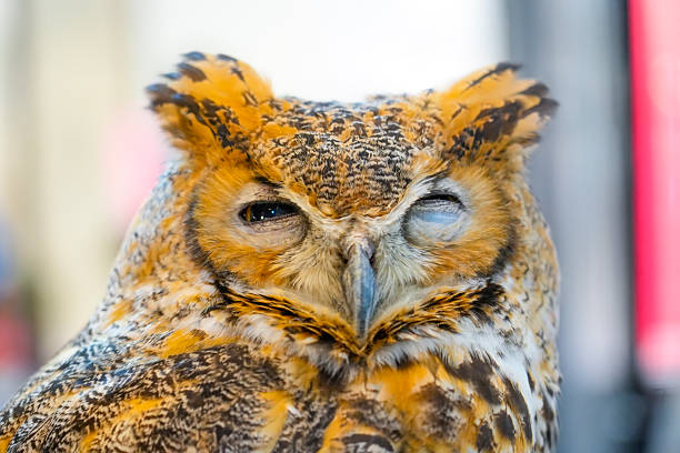 A dozing owl with eyes closing slowly blinks as it falls asleep.