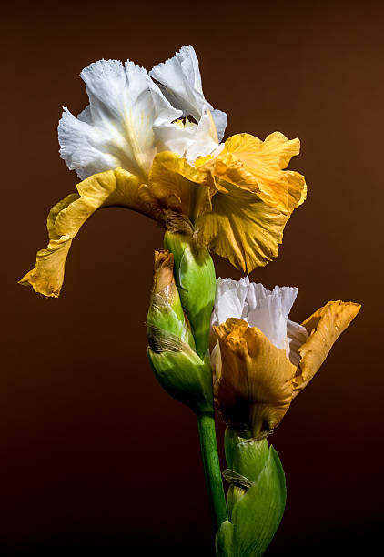 istock Two Elegant White and Yellow Bearded Irises on Brown 2218190886