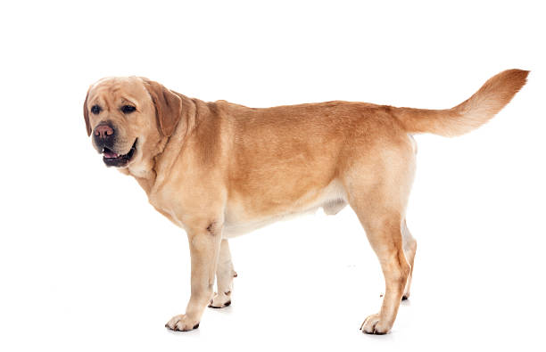 istock adult labrador retriever 2218191904