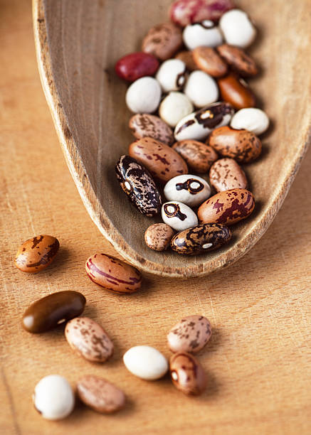 Wooden scoop holds an assortment of raw, organic dried bean seeds (Phaseolus vulgaris) for a planting project.