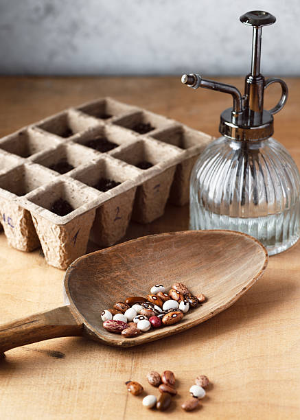 Wooden scoop filled with various types of raw, organic dried beans (Phaseolus vulgaris) sits ready for planting.