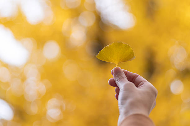 Person holding a yellow ginkgo leaf