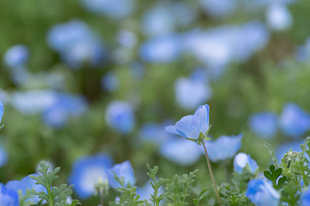istock Beautiful Nemophila in bloom 2218194683