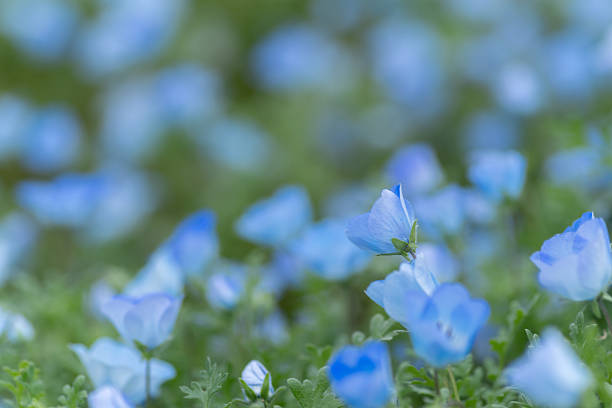 istock Beautiful Nemophila in bloom 2218194702