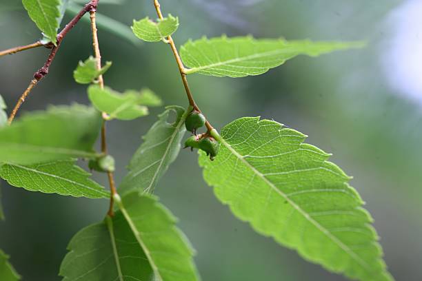 istock Zelkova serrata tree and leaves in natural setting 2218194888