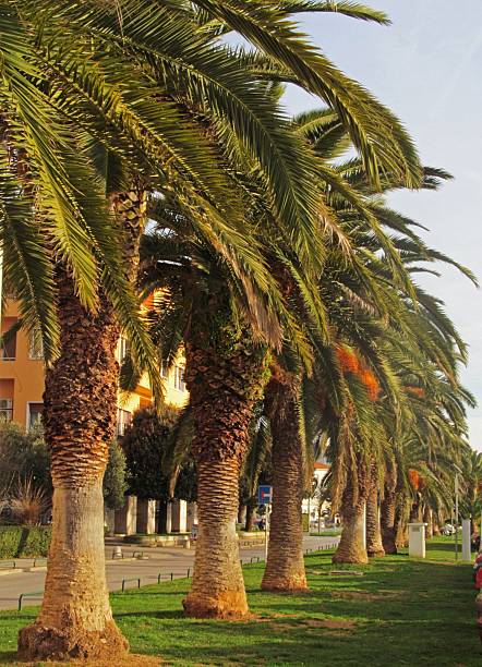 istock Palm trees lining a sunlit urban street. 2218196515