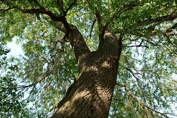 istock Acanthopanax sessiliflorus Tree in Korea 2218196792