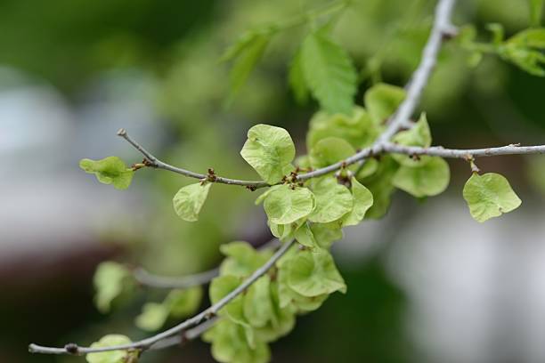 Acanthopanax sessiliflorus, a native Korean medicinal tree known for its spiny trunk and compound leaves, photographed in different seasons showing foliage, bark, and tree shape. Commonly used in herbal medicine.