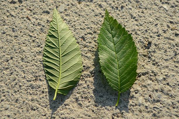 istock Acanthopanax sessiliflorus Tree in Korea 2218196946