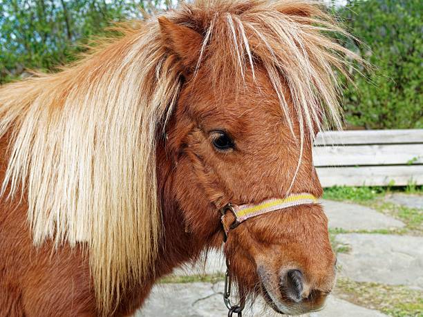 Equus cabalus Skyriano, the little horse of Skyros : Sporades archipelago