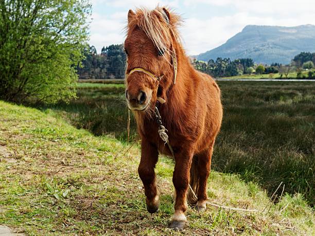 A beautiful Scandinavian horse stands gracefully in the rolling hills of Mols Bjerge, Denmark, with the soft light of the Nordic spring unfolding behind it