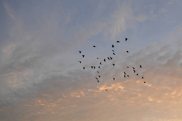 istock Sunrise sky with group of birds 2218199972