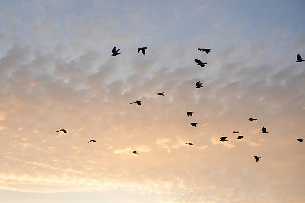 istock Beautiful Sunset Over the Sea with Flying Birds 2218199973