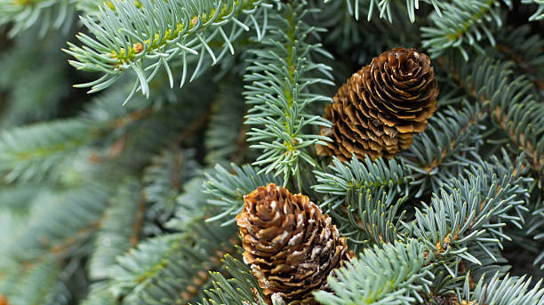 istock Lush evergreen branches adorned with rich pine cones create a serene woodland atmosphere in a tranquil forest setting 2218201891