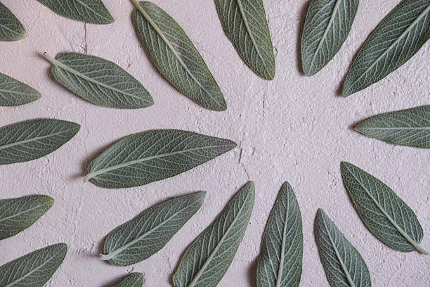 Organically arranged sage leaves displayed on a neutral textured surface, showcasing natural themes emphasizing botany, simplicity, and green aesthetics
