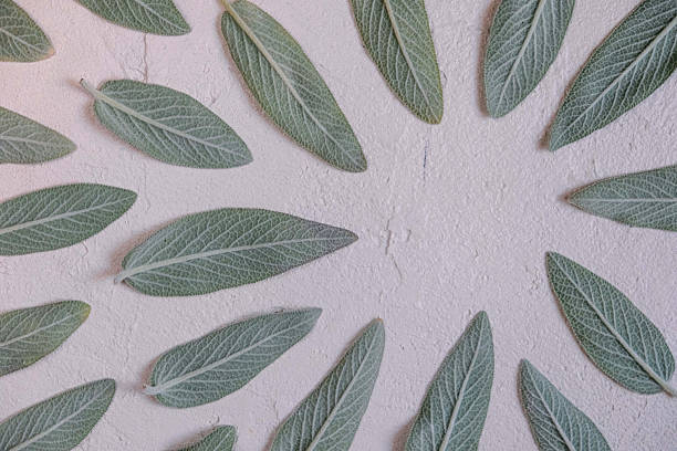 istock Organically arranged sage leaves displayed on a neutral textured surface, showcasing natural themes emphasizing botany, simplicity, and green aesthetics 2218202837