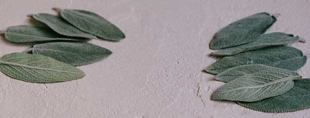 Organically arranged sage leaves displayed on a neutral textured surface, showcasing natural themes emphasizing botany, simplicity, and green aesthetics