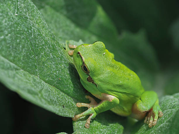 istock Little frog called the tree frog on a leaf in a field 2218203073