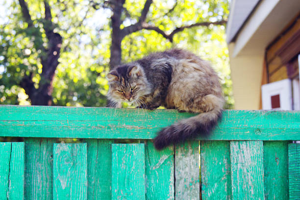 istock Cat sitting on a wooden fence 2218204882