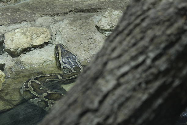 istock Reticulated python behind a tree. Reptiles reptiles in nature. Dangerous poisonous animals 2218205061