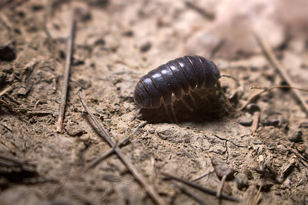 A detailed macro shot of a pill bug (woodlouse) displaying its segmented, armored body and tiny legs as it rests on a light wooden texture. Suitable for nature, science, and pest-related contexts.