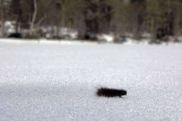 Caterpillar winter moth chooses direction and crawling on monotonous snow