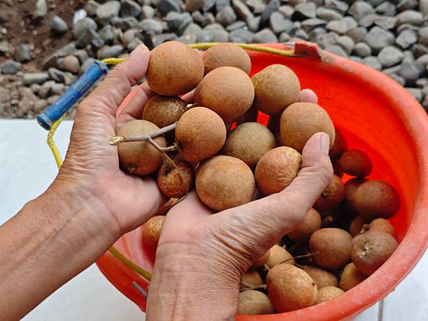 Longan fruit is held in the hand and placed in a bucket container