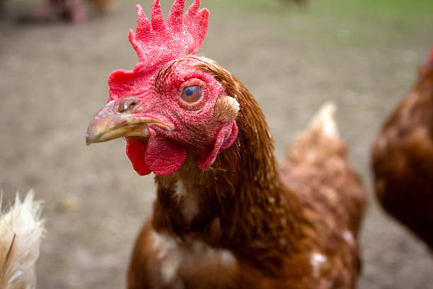 Chickens roam freely in Kaisertal, Tyrol, showcasing their vibrant plumage and playful behavior against a backdrop of lush green surroundings and sunshine.